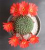 17371-rebutia Senilis1