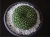 17371-rebutia Senilis