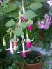 Fuchsia Bow Bells