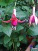 Fuchsia Dancing Flame