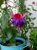 Fuchsia- BYL EK :))