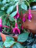 Kpe iei ( Fuchsia )