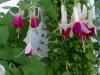 Fuchsia Bow Bells