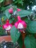 Kpe iei ( Fuchsia )