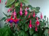 Kpe iei ( Fuchsia )