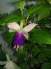 Küpe Çİçeği ( Fuchsia )