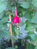 Fuchsia Marinka