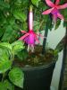 Fuchsia Beacon