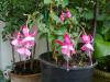 Fuchsia Beacon Rosa