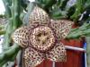 Stapelia