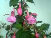Fuchsia Beacon Rosa