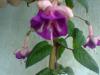 Fuchsia Lena