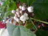 Arap Ful (clerodendrum Fragrans)