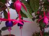 Kpe iei (fuchsia)