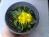Faucaria Tigrina