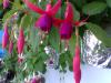 Kpe iei (fuchsia)