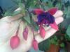 Fuchsia Dollar Princess