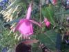 Fuchsia Beacon