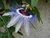 passiflora caerulea