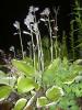 Hosta