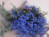 Lobelia