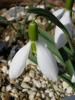 Galanthus Plicatus Byzantinus.