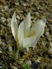 Crocus Cancellatus Subsp. Lycius