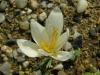 Crocus Cancellatus Subsp. Lycius