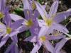 Colchicum baytopiorum