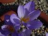 Crocus cancellatus cancellatus