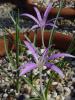 colchicum lycium