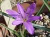 colchicum sp. xxx