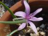 colchicum stevenii