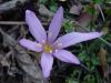 Colchicum baytopiorum