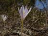 Colchicum micranthum stanbul park 19.10.07