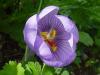 Crocus pallasii ssp. pallasii 30.10.07 Krklareli