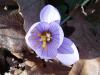 Crocus pulchellus Saray