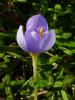 Crocus pulchellus ist.