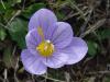 Crocus pulchellus ist.23.10.07