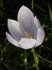 Crocus pulchellus ist.