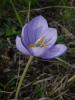 Crocus pulchellus ist.23.10.07