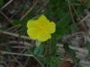 Helianthemum nummularium, Durusu 08.10.07