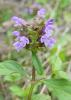 prunella vulgaris Durusu 08.10.07