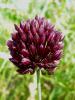 Allium scorodoprasum ssp. rotundum (= A.rotundum)  atalca