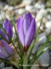 Crocus Pestalozzae  Var Caeruleus