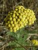 Achillea Ssp. ( Asteraceae )