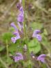 salvia pratensis! ada ay