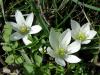 Ornithogalum Xxx (akyldz) Ist.