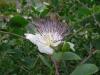 Capparis spinosa