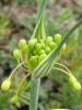 Allium Flavum Subsp. Flavum Var. Flavum